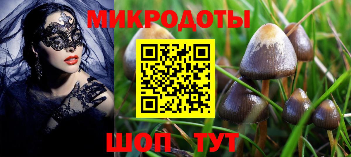 Псилоцибиновые грибы Cubensis Карачаевск